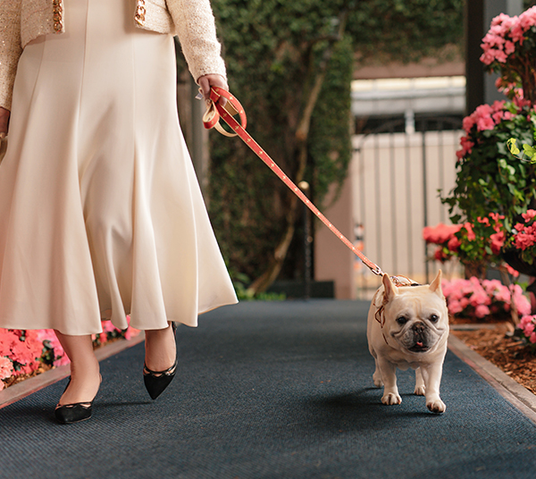 BARK Happy - The Windsor Court